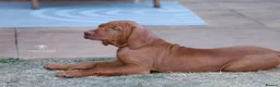 Hungarian Vizsla dogs for sale: High Quality Hungarian Vizsla Puppies - 2 boys - Advert 9