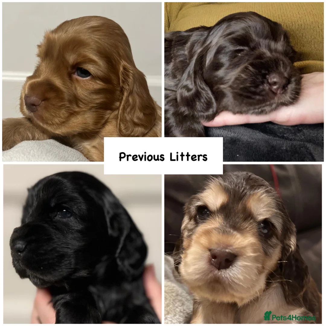 Cocker Spaniel dogs for stud: EXTENSIVELY Health Tested KC Show Cocker STUD in Chesterfield - Advert 10