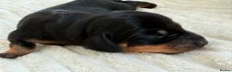 Miniature Dachshund dogs for sale: Beautiful Miniature Daschund Puppies  - Advert 14