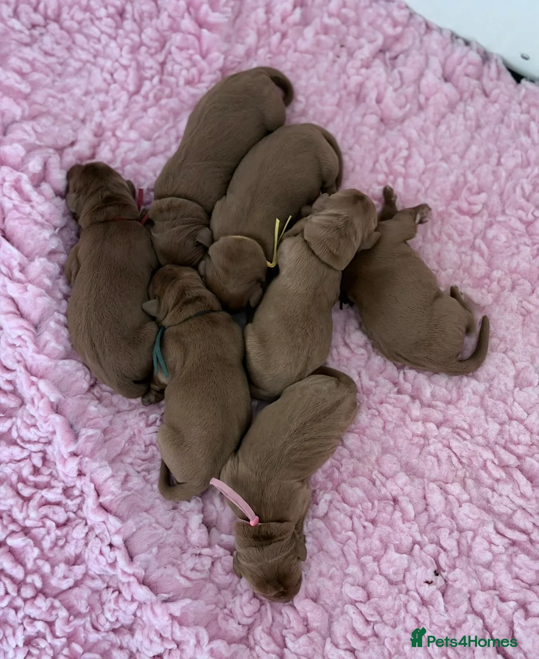 Labrador Retriever dogs for sale: Exceptional fully health tested dark red pups in Droitwich - Advert 2