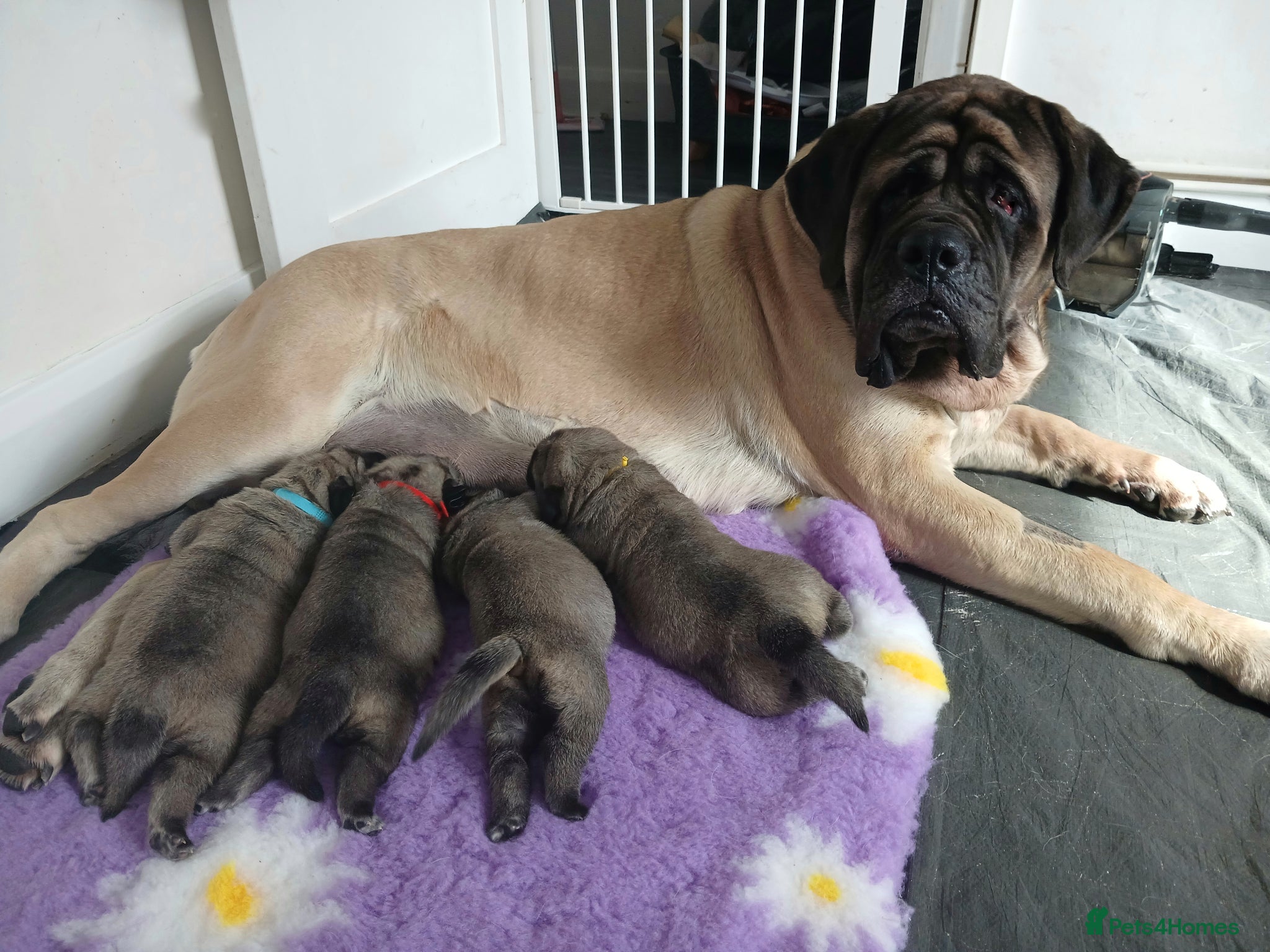 Mastiff dogs English mastiff puppies for sale. - Advert 1
