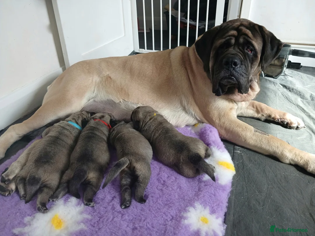 Mastiff dogs for sale: English mastiff puppies for sale. - Advert 1