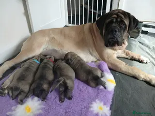 Mastiff dogs English mastiff puppies for sale. - Advert 1