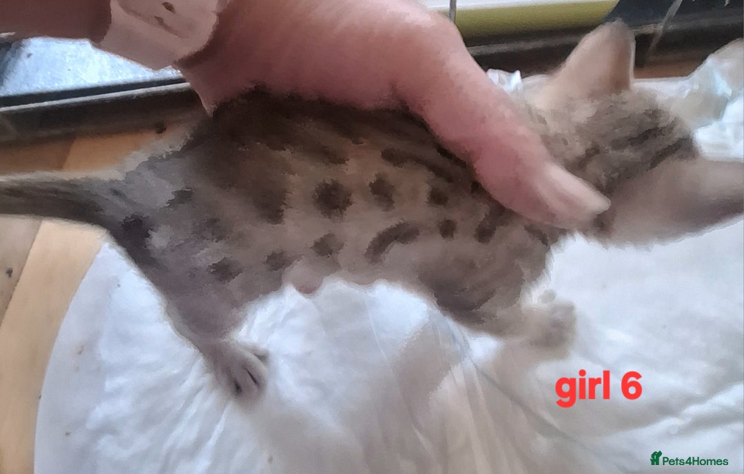 Savannah cats for sale: Savannah SBTF6 cubs with Serval traits stunning - Advert 23