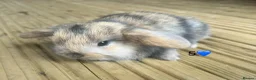 Mini Lop rabbits for sale: 6 pure mini lops - Advert 4