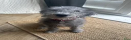 Bedlington Terrier dogs for sale: Bedlington puppy - Advert 2