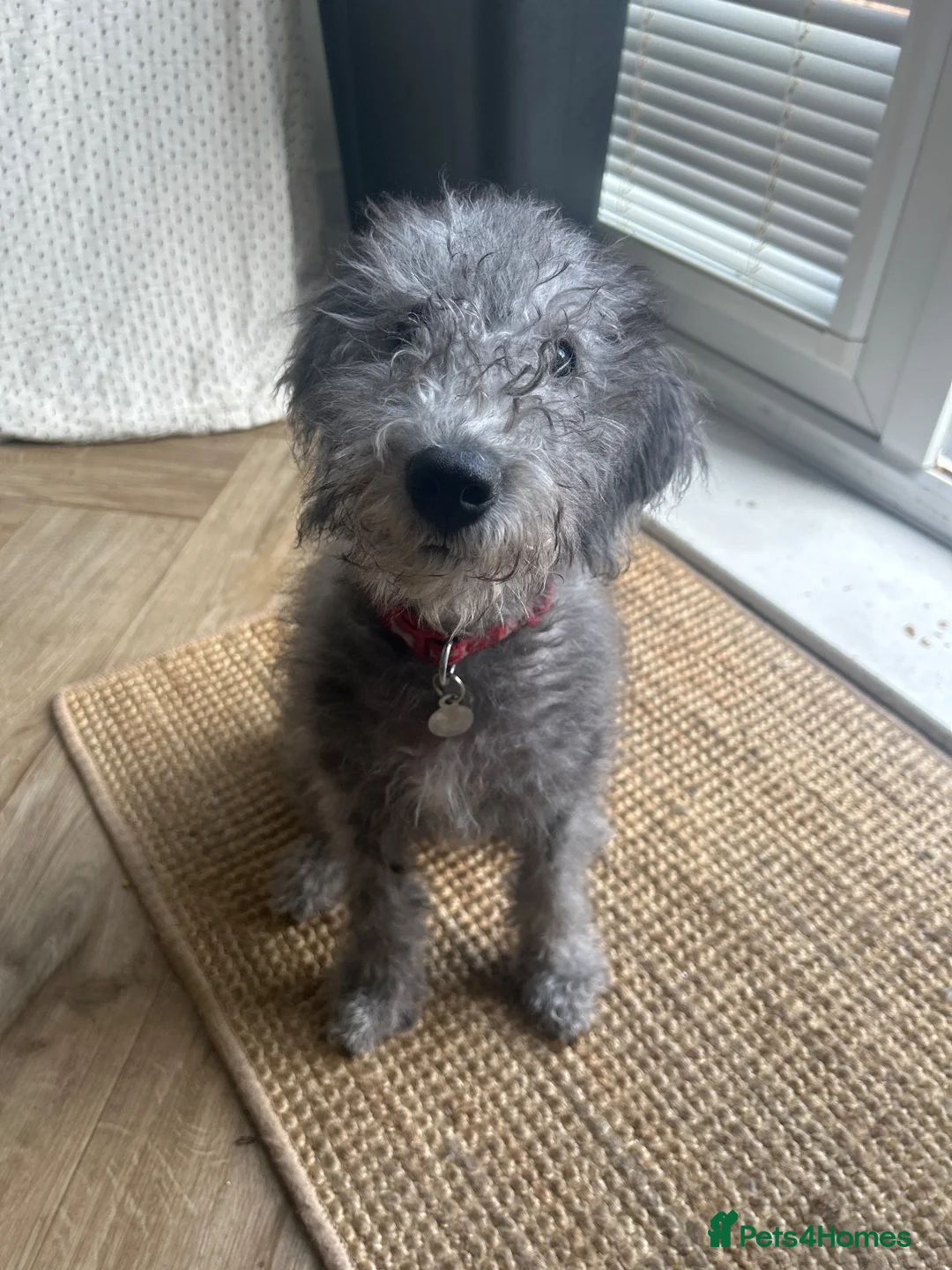 Bedlington Terrier dogs for sale: Bedlington puppy - Advert 2
