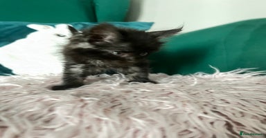 Maine Coon cats - Advert 6