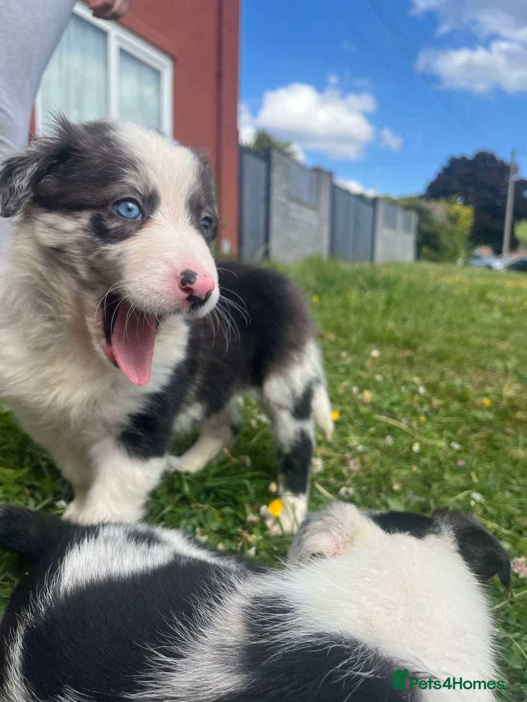 Border Collie dogs for sale: Blue merle border collie - Image 4