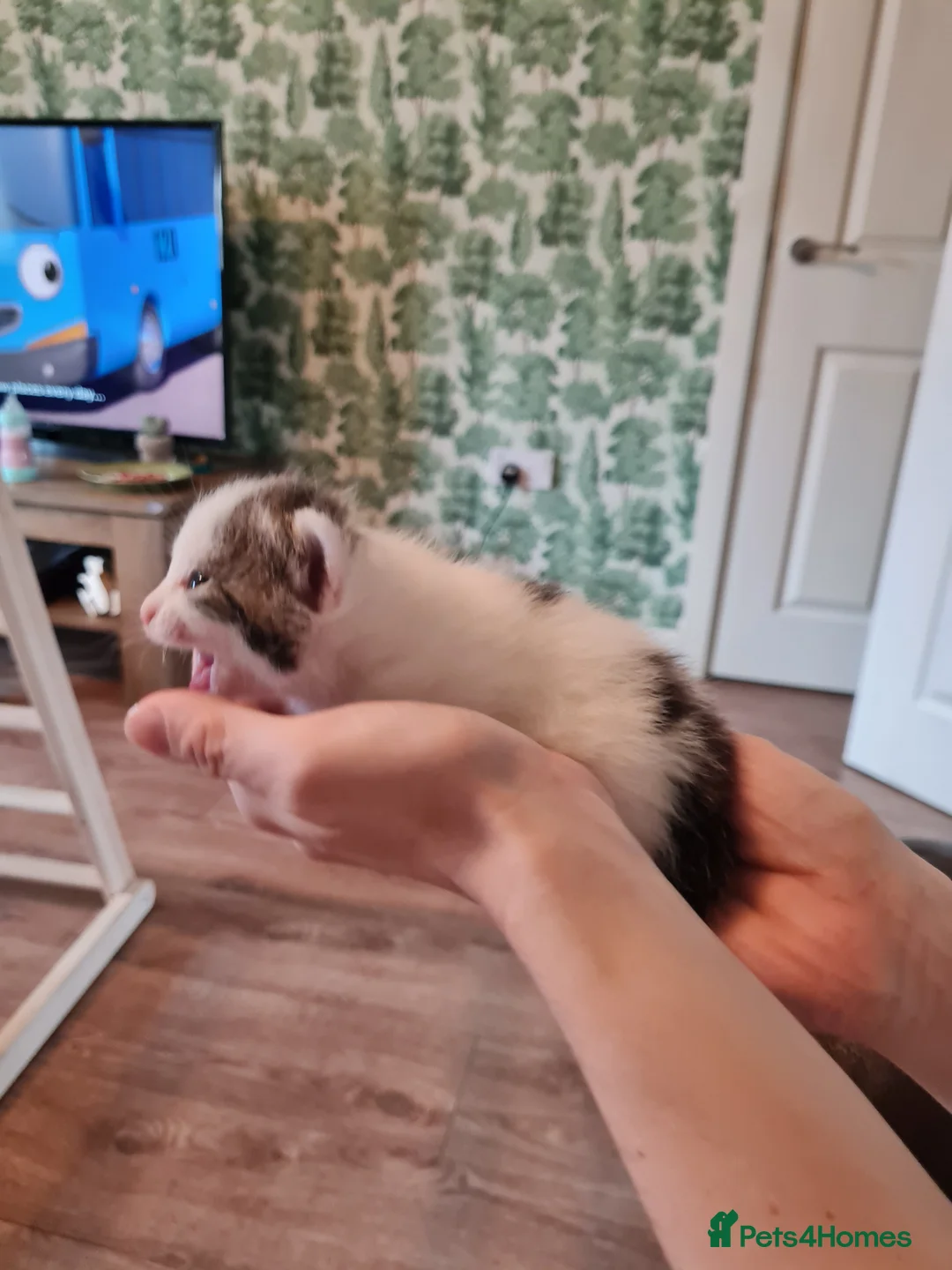 Mixed Breed cats for sale: Fluffy cute chunky kittens! - Advert 3