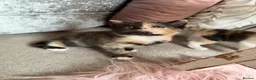 Mixed Breed cats for sale: Calico Beautiful-Mum Siamese Dad Ragdoll Bengal  - Advert 27