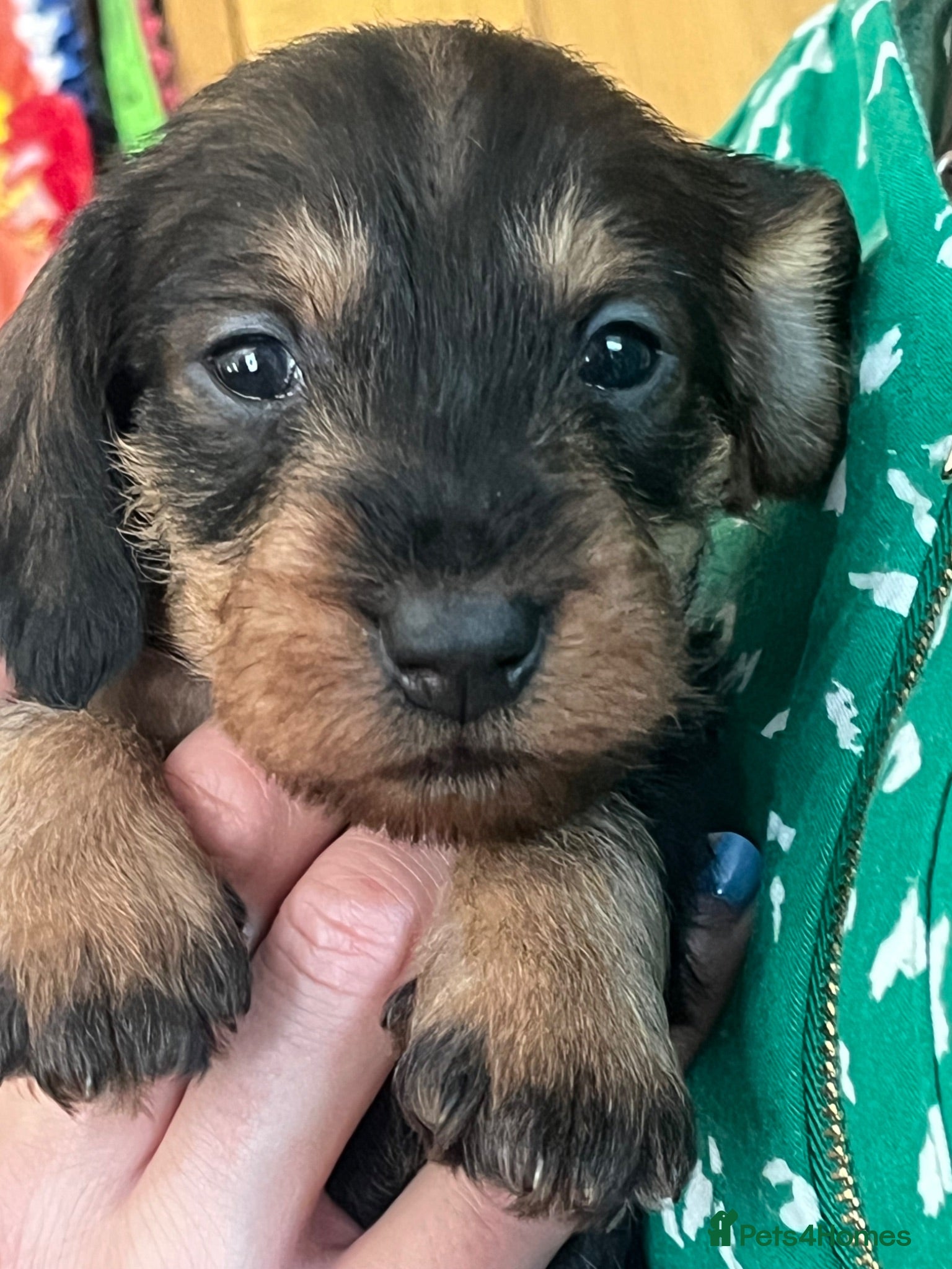 Dachshund dogs Wirehaired Dachshund’s FOR SALE  - Advert 11