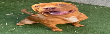 Dogue De Bordeaux  cross springer