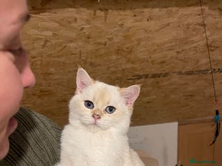 Scottish Fold cats SALE !!! LUXURY GOLDEN CHINCHILLA SCOTTISH FOLD - Advert 13