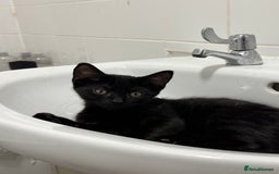 Mixed Breed cats for sale: Kitten - Image 4