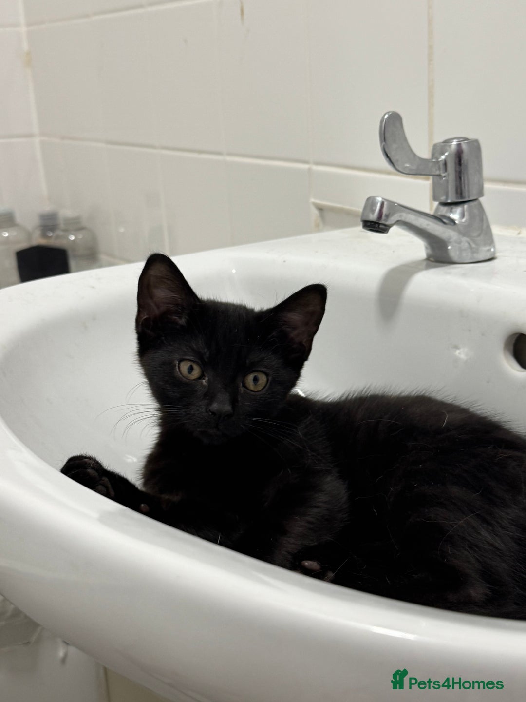 Mixed Breed cats for sale: Kitten - Image 4