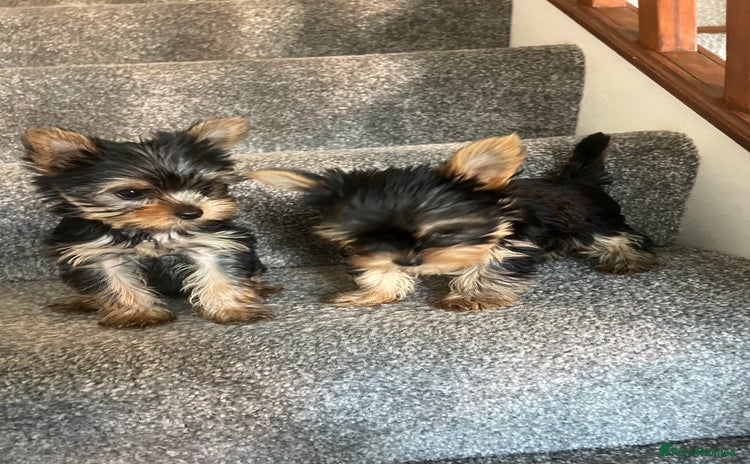 Yorkshire Terrier dogs - Advert 1
