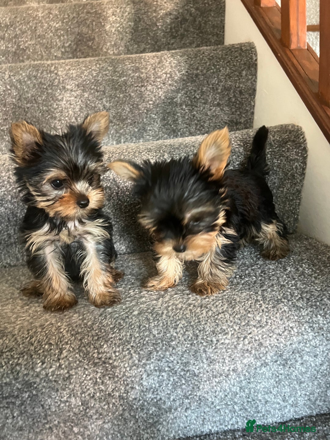 Yorkshire Terrier dogs for sale: Beautiful Yorkshire terrier  - Image 1