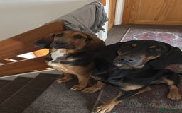 Bloodhound dogs for sale: 2 bonded hounds  - Image 1