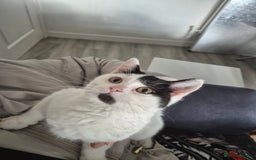 Selkirk Rex cats for sale: Tica reg  pedigree selkirk rex kittens ready now  - Advert 36