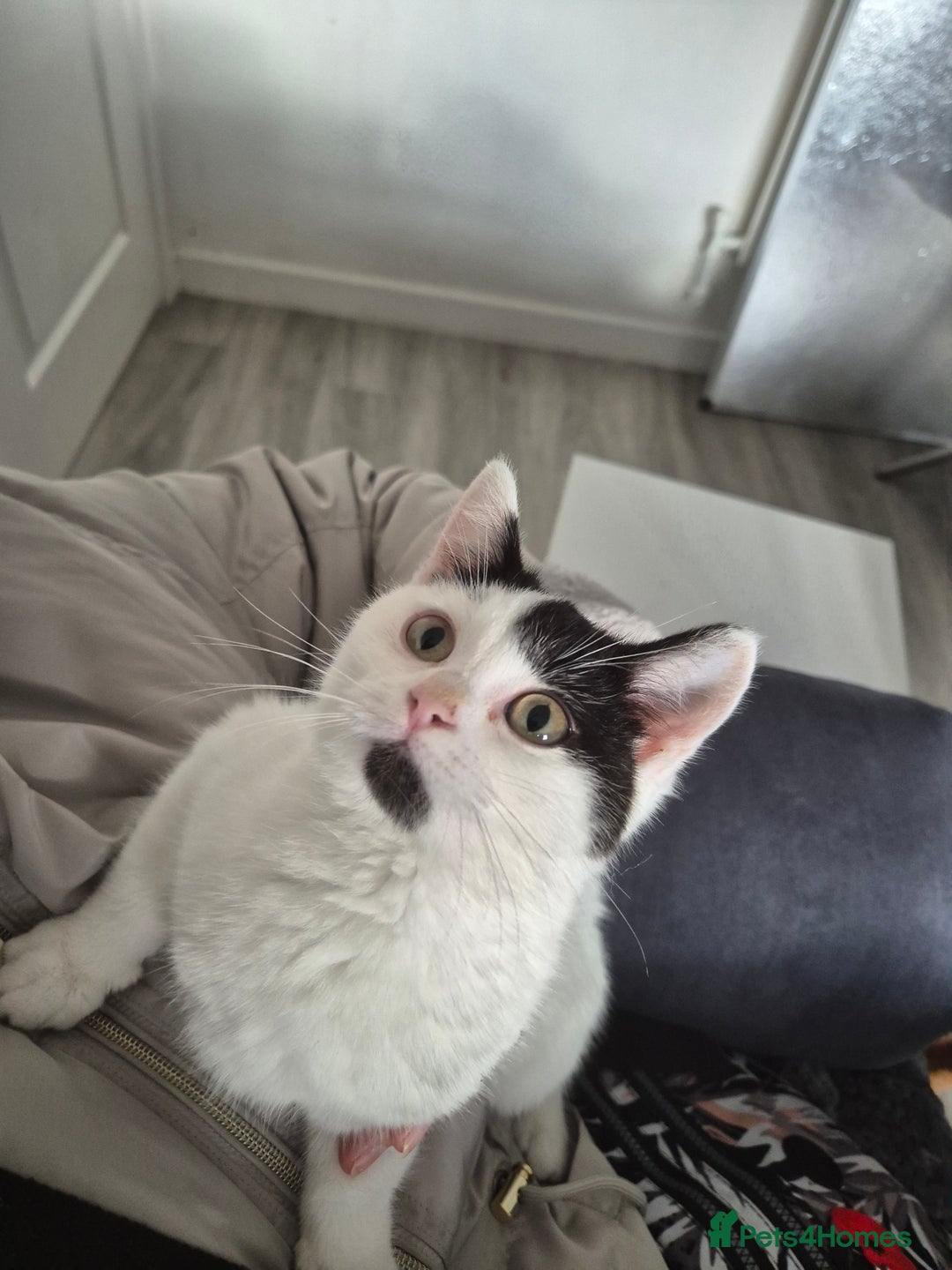 Selkirk Rex cats for sale: Tica reg  pedigree selkirk rex kittens ready now  - Advert 36