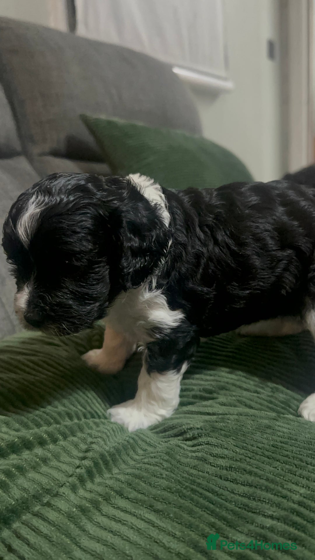 Mixed Breed dogs for sale: 3 LEFT - Cockapoo Cavapoo Puppies - READY TO GO - Advert 14