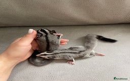 Sugar Glider rodents for sale: Male and Female Sugar Glider Siblings - Image 4