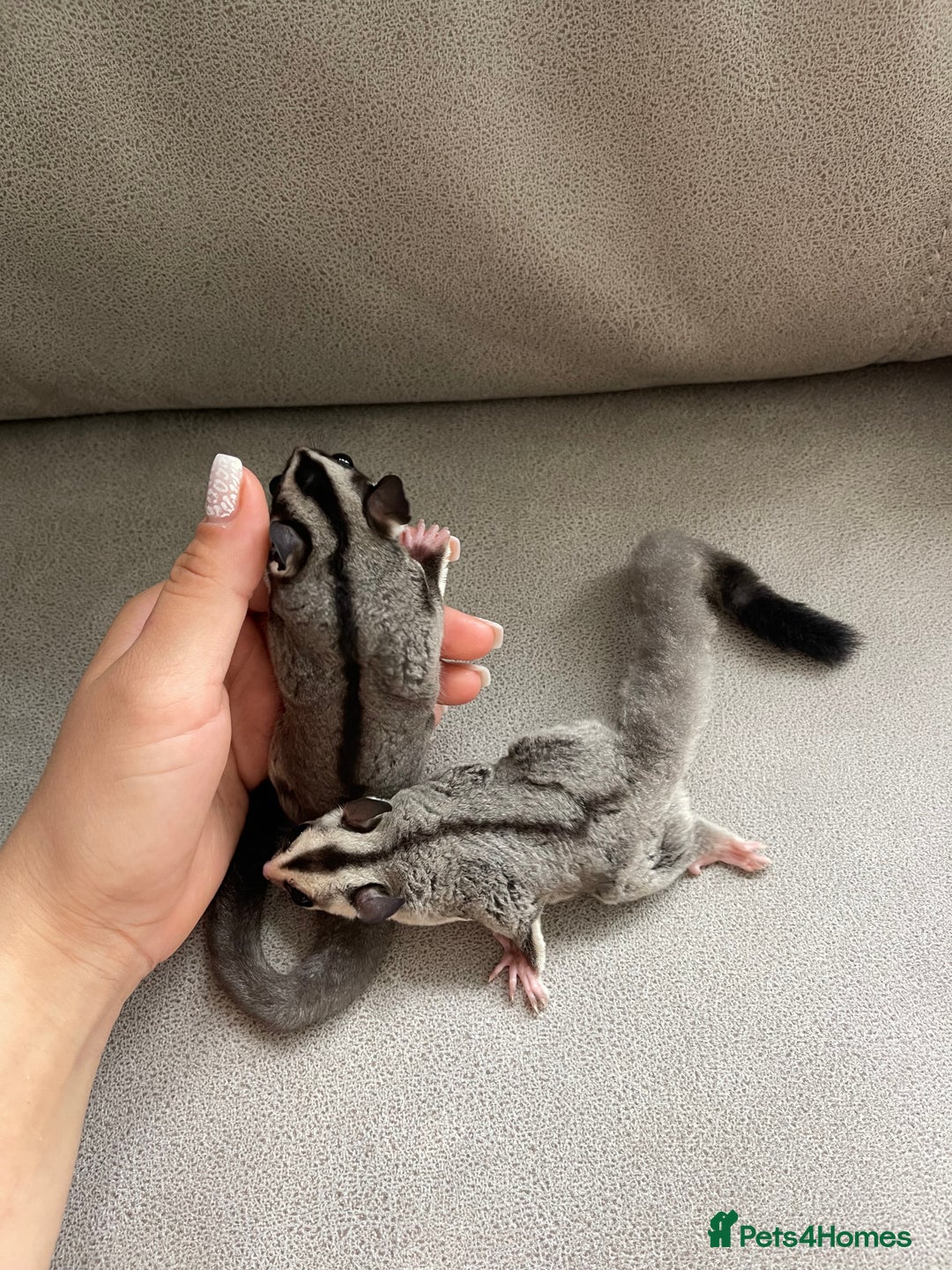 Sugar Glider rodents for sale: Male and Female Sugar Glider Siblings - Image 4