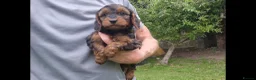 Cockapoo dogs for sale: Cockapoo pups in Wingate - Advert 8