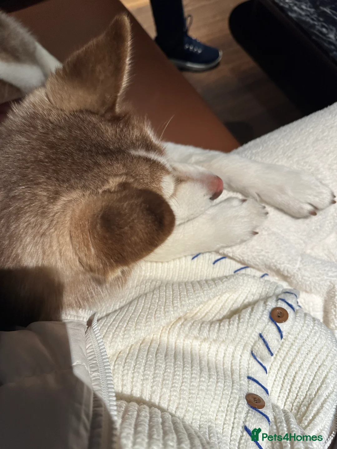 Siberian Husky dogs for sale: Perfect Well-Trained Husky Boy🐕Best Family Friend - Advert 4