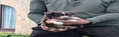 Border Collie 2