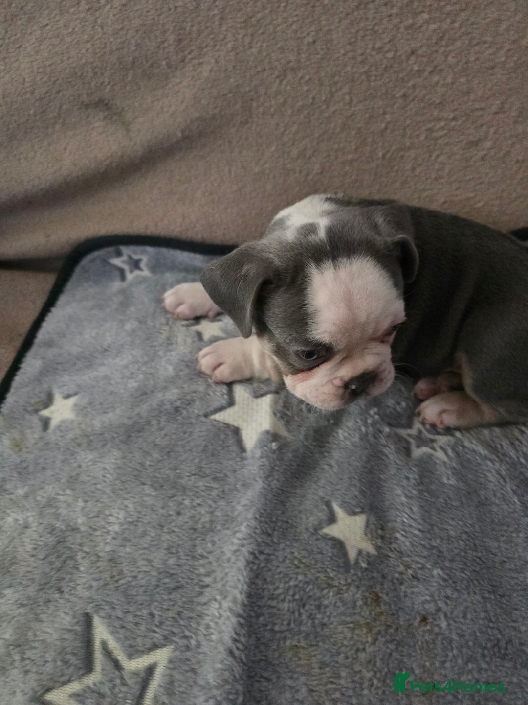 French Bulldog dogs for sale: Beautiful blue & White Blue & Tan - Advert 8