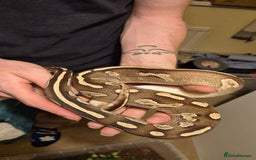 Python Snake reptiles for sale: Cb23 Black Head Mojave Ball python  - Image 2