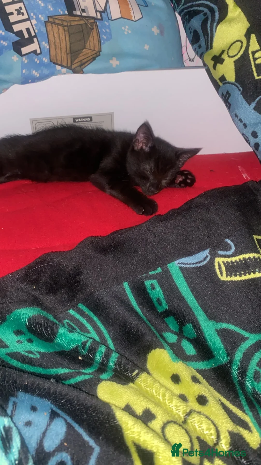 Mixed Breed cats for sale: Beautiful little boy needing forever home  - Advert 2