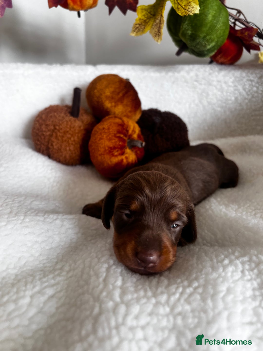 Miniature Dachshund dogs for sale: Miniature Smooth Dachshund Puppies  - Image 8