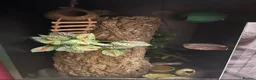 Gecko reptiles for sale: Super Dalmatian Crested Gecko £380 - Advert 8