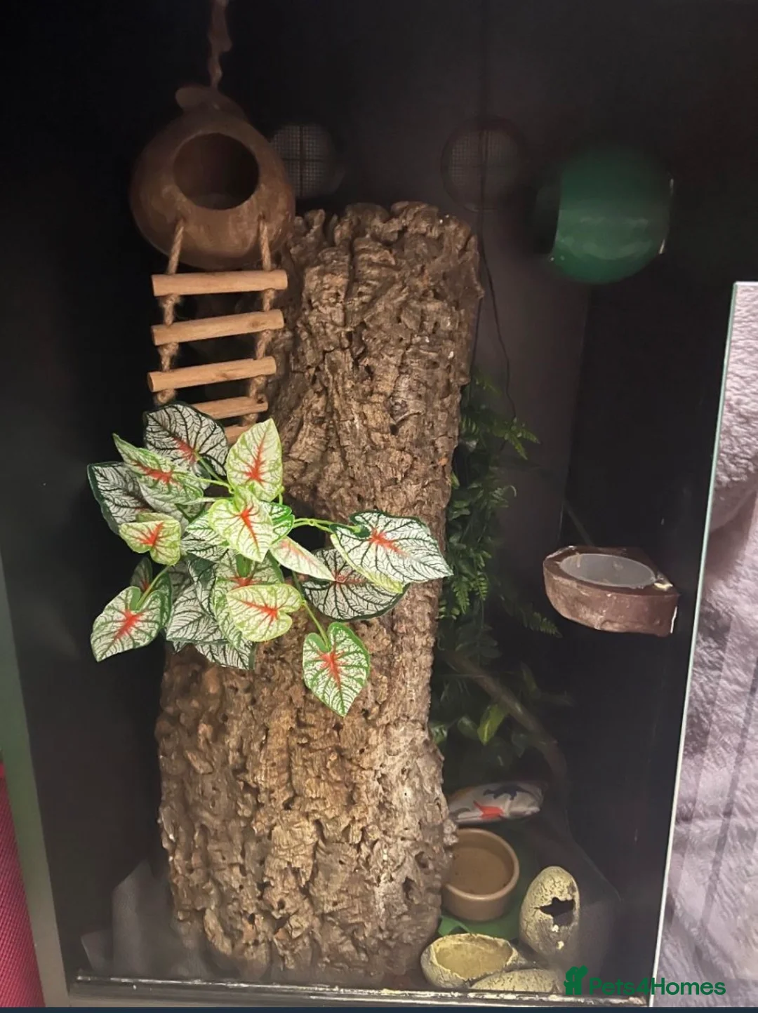 Gecko reptiles for sale: Super Dalmatian Crested Gecko £380 - Advert 8