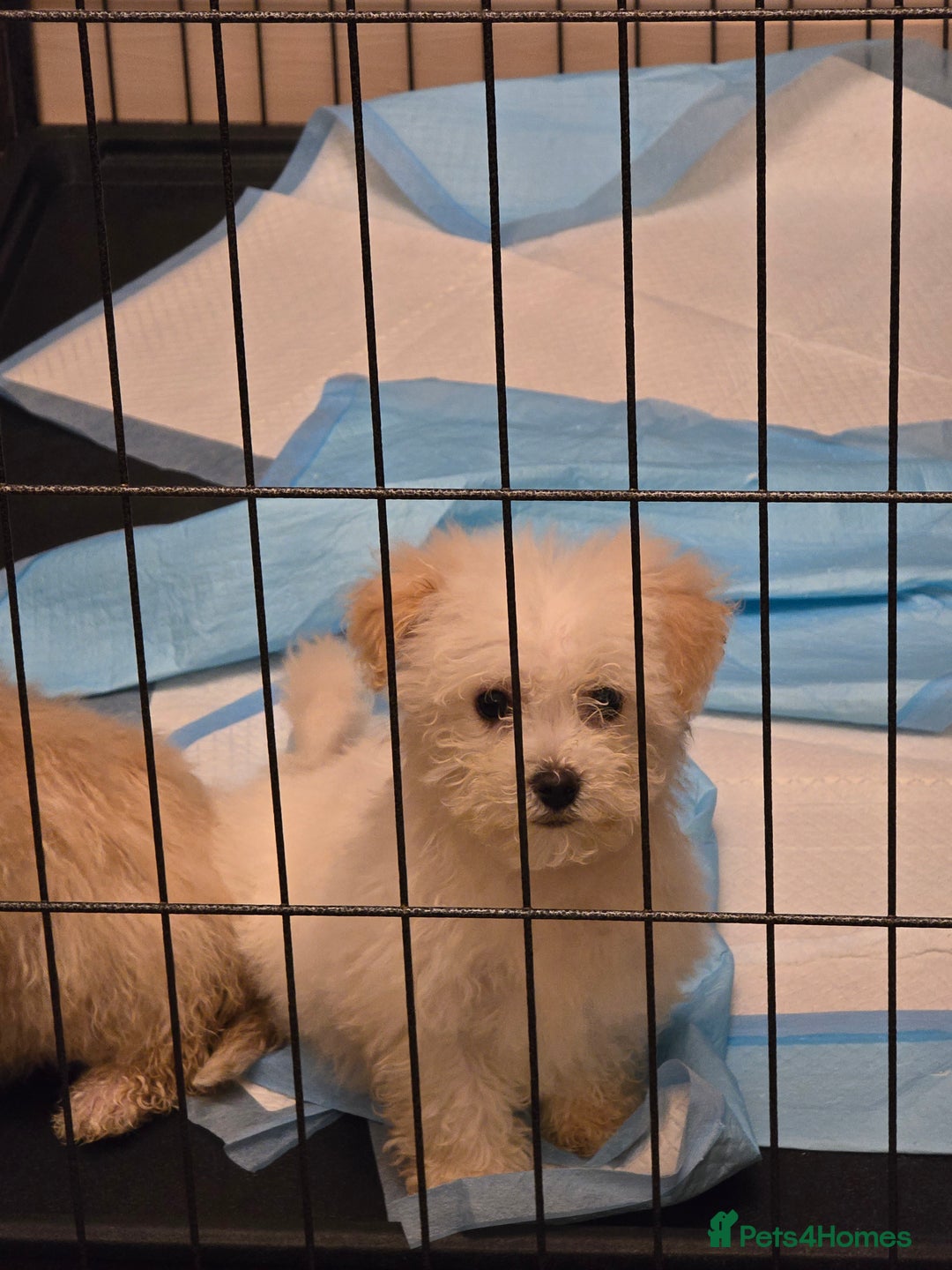 Poochon dogs for sale: Poochon  - Advert 13