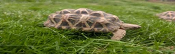 Tortoise reptiles for sale: 1x CB15 M and 1x CB19 F Indian Star Tortoise in Lincoln - Advert 1