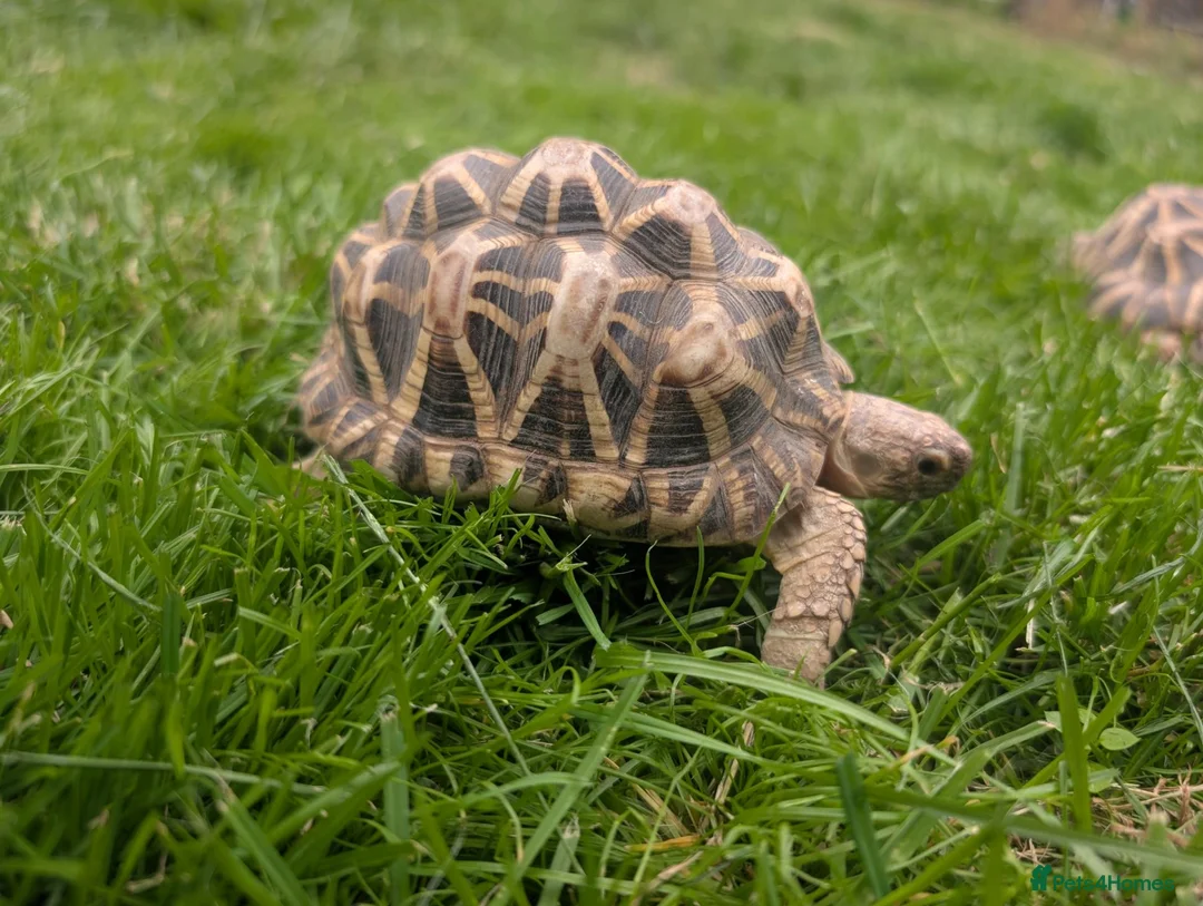 Tortoise reptiles for sale: 1x CB15 M and 1x CB19 F Indian Star Tortoise in Lincoln - Advert 1