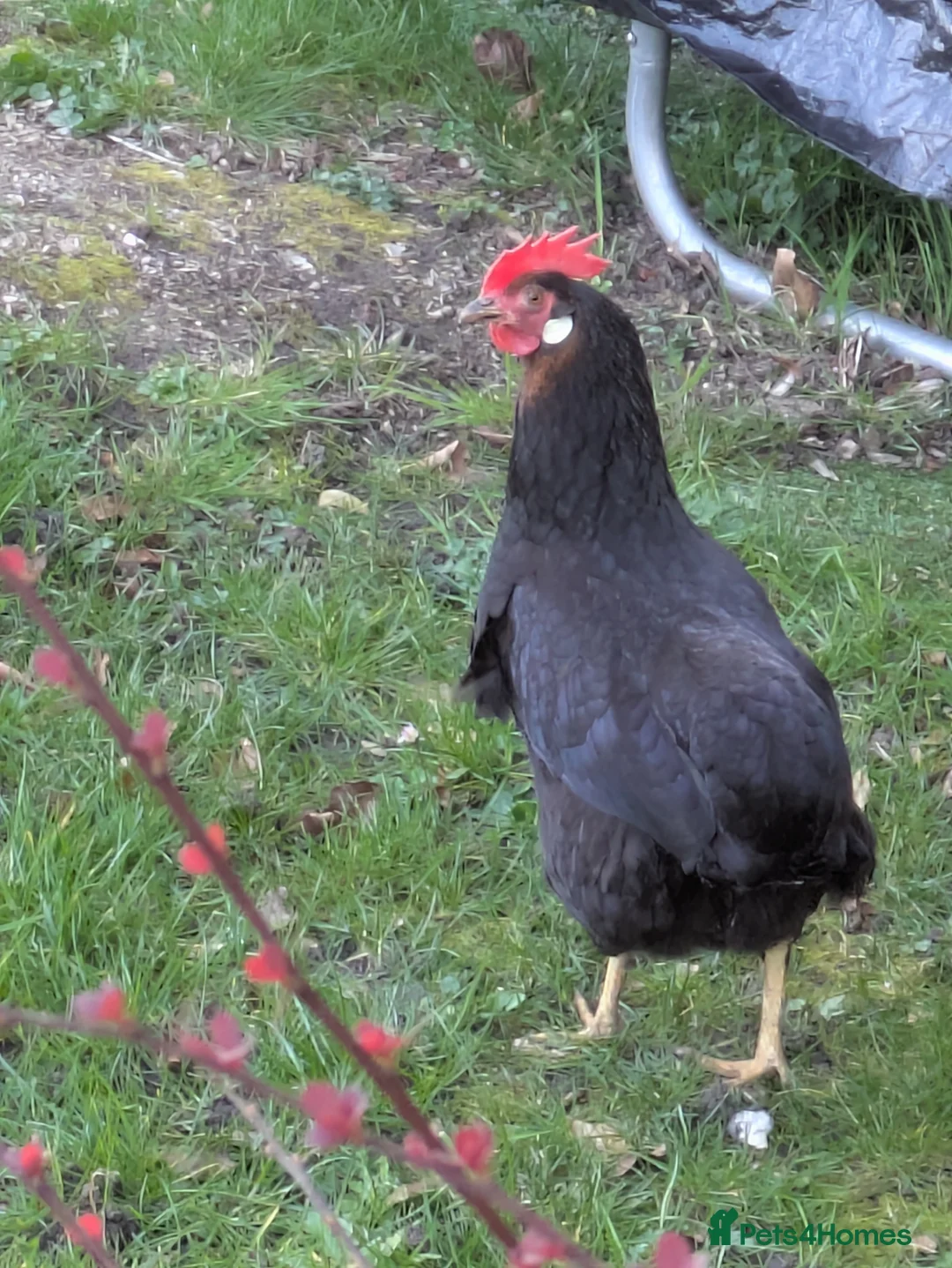 Chickens poultry for sale: Free to Good Home – Small Chicken Flock in Hemel Hempstead - Advert 3