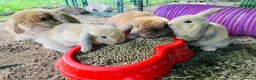 Mini Lop rabbits for sale: Beautiful mini-lop baby rabbits in South Croydon - Advert 1