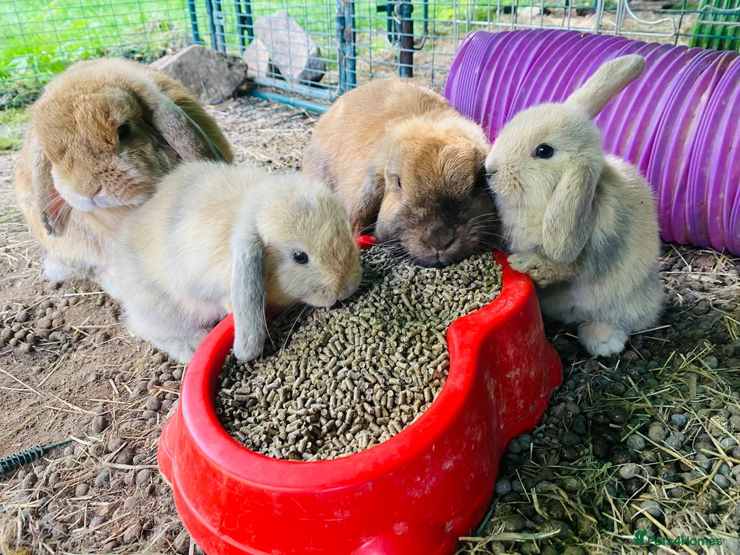 Mini Lop rabbits for sale: Beautiful mini-lop baby rabbits in South Croydon - Advert 1