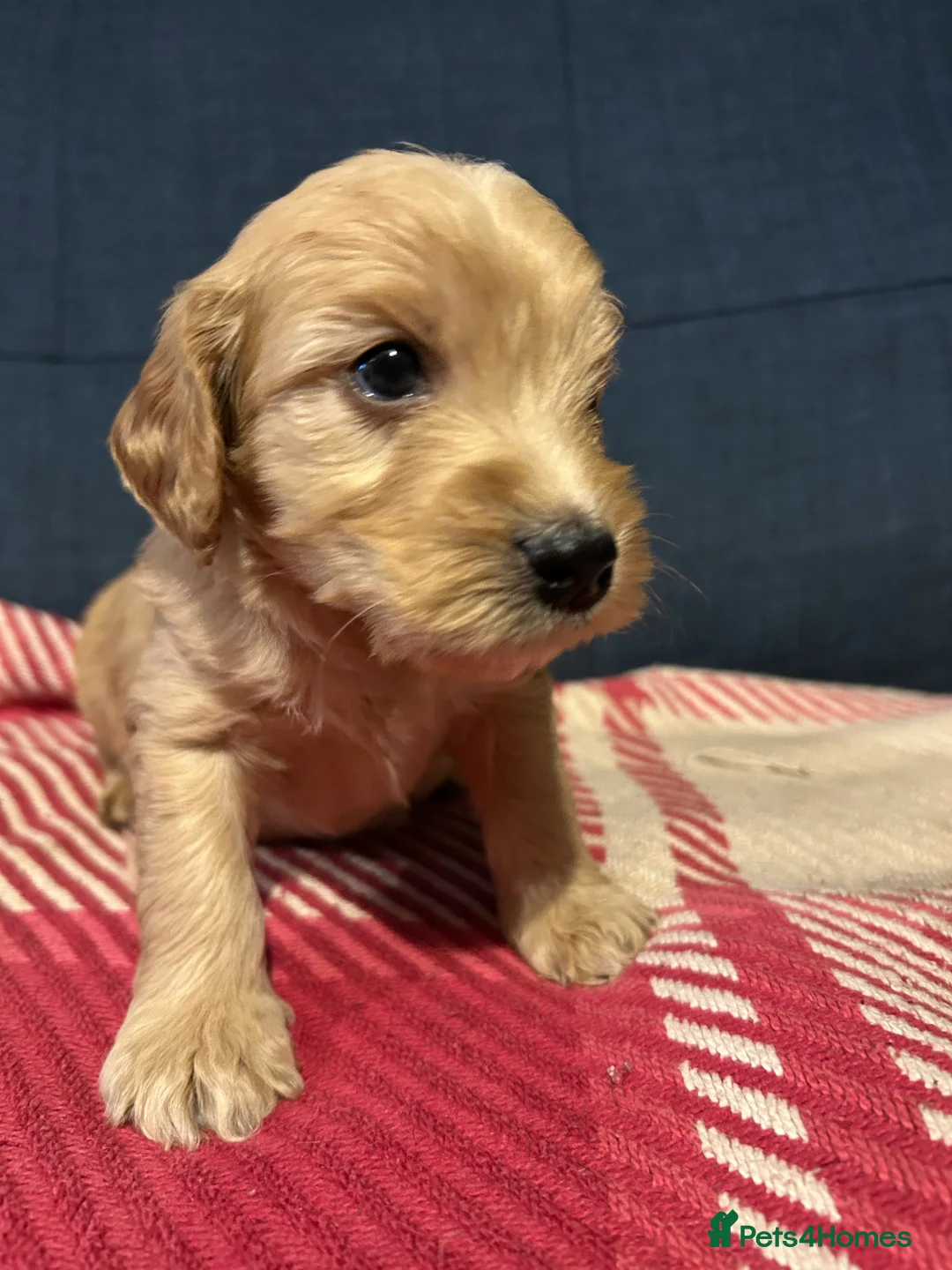 Mixed Breed dogs for sale: Cockapoo / Sprocker Puppies - Advert 4