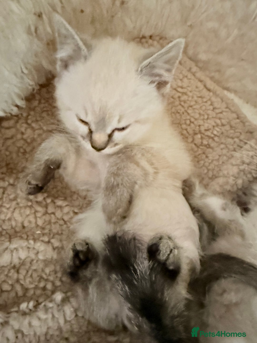 Ragdoll cats for sale: Ragdoll kittens **3** left - Image 4