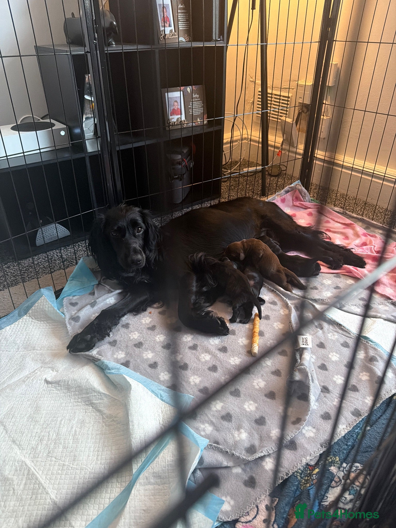 Mixed Breed dogs Docker puppies  - Advert 5