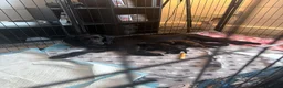 Mixed Breed dogs for sale: Docker puppies  - Advert 1