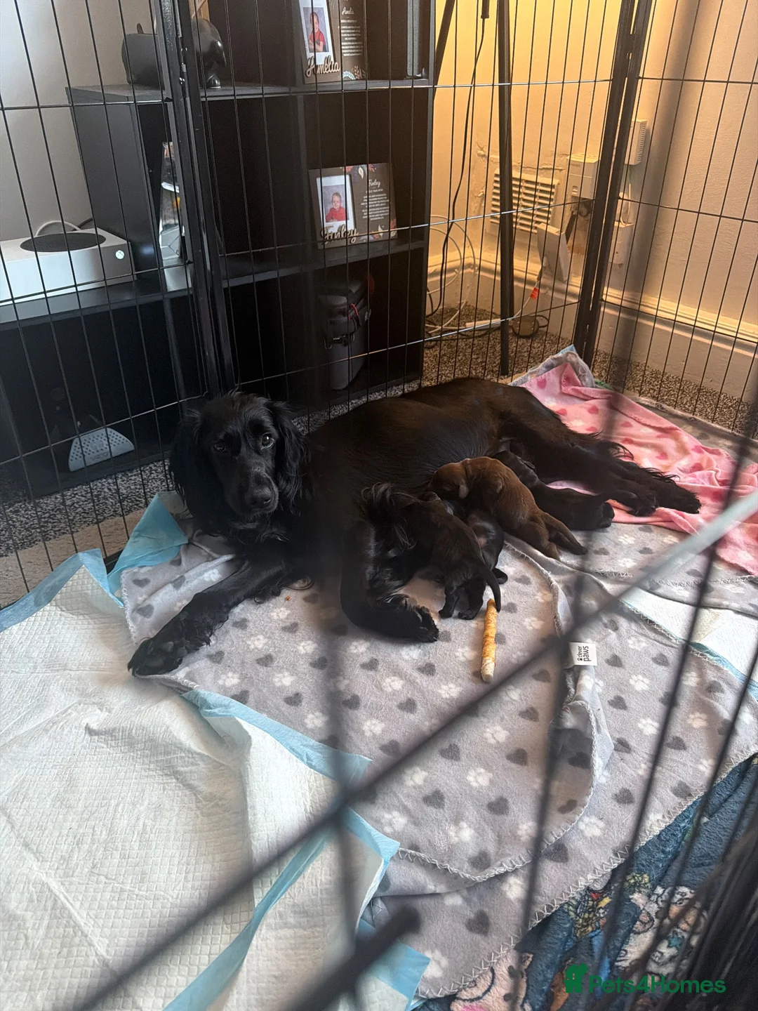 Mixed Breed dogs for sale: Docker puppies  - Advert 1