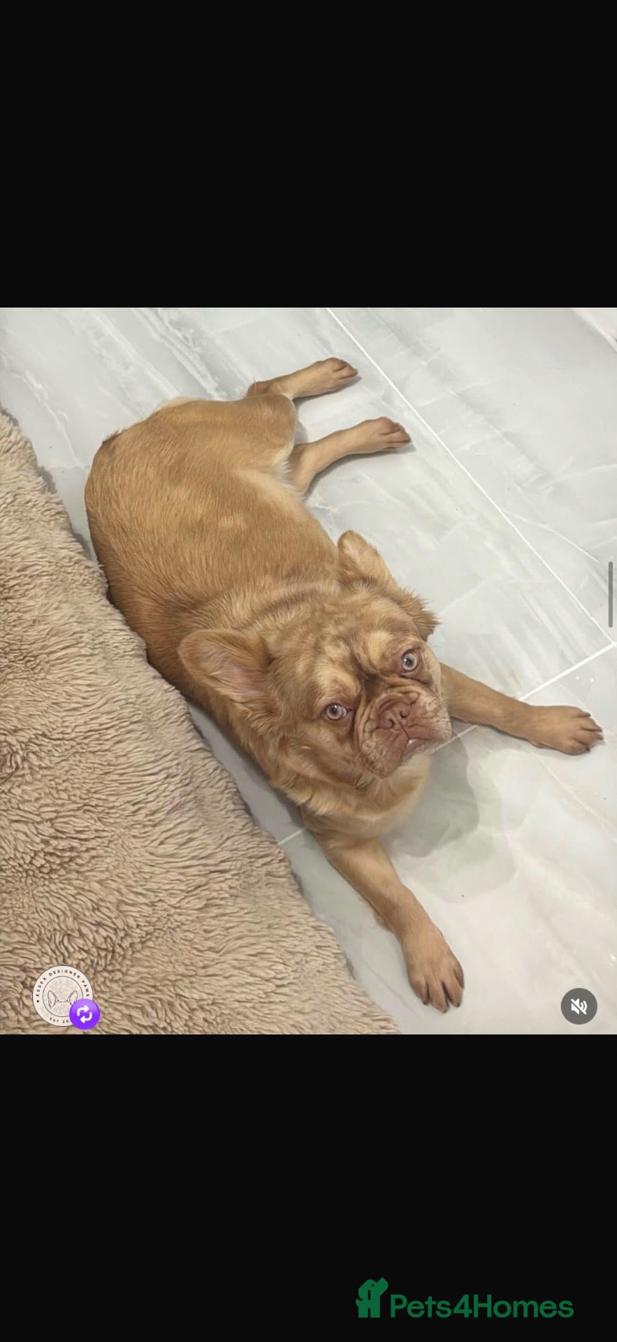 French Bulldog dogs Fluffy fenchie puppies  - Advert 1