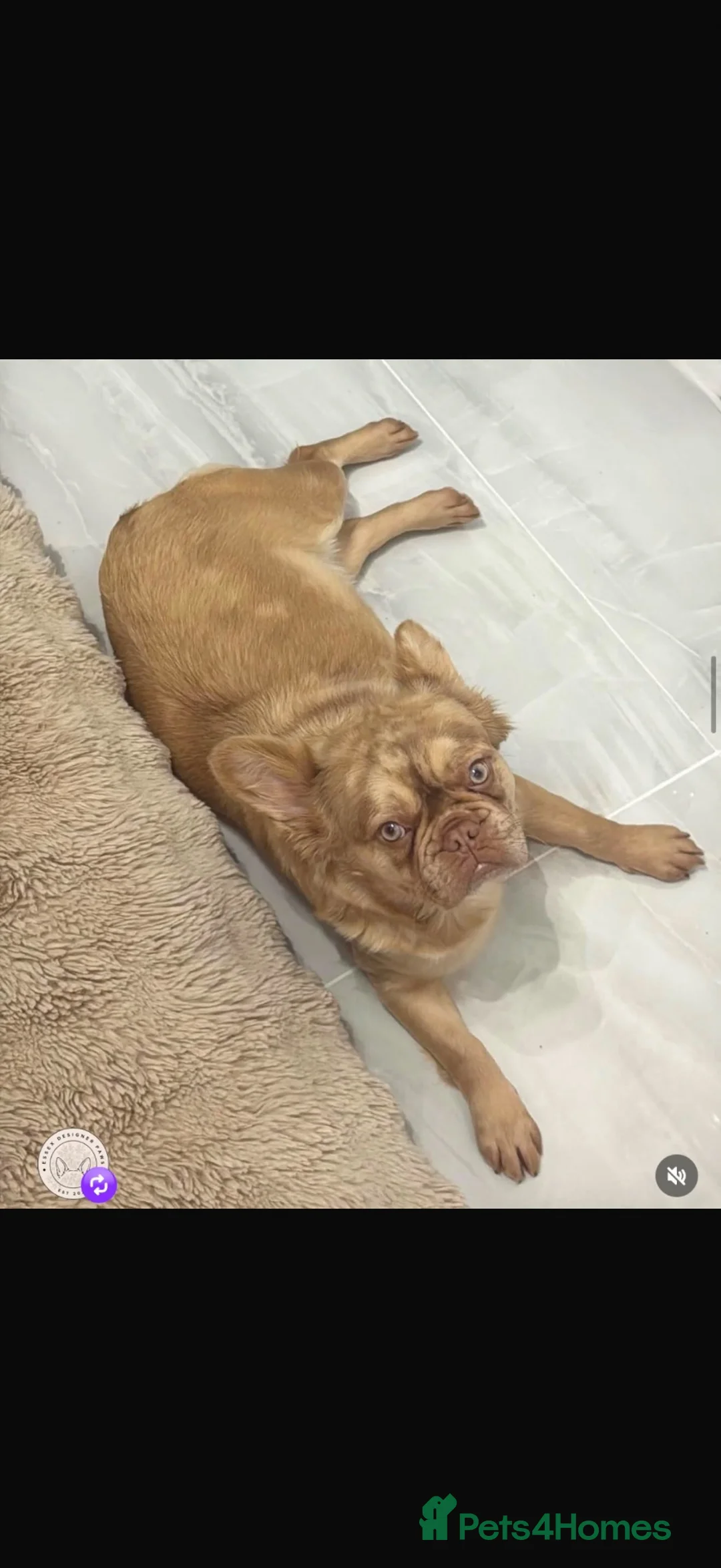 French Bulldog dogs for sale: Fluffy fenchie puppies  - Advert 1